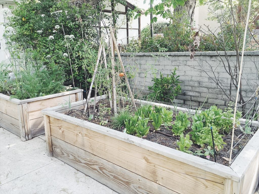 Around The House Raised Vegetable Beds Tomato Trellis My 100