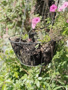 Hanging flower baskets