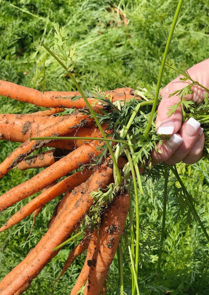 five facts about carrots