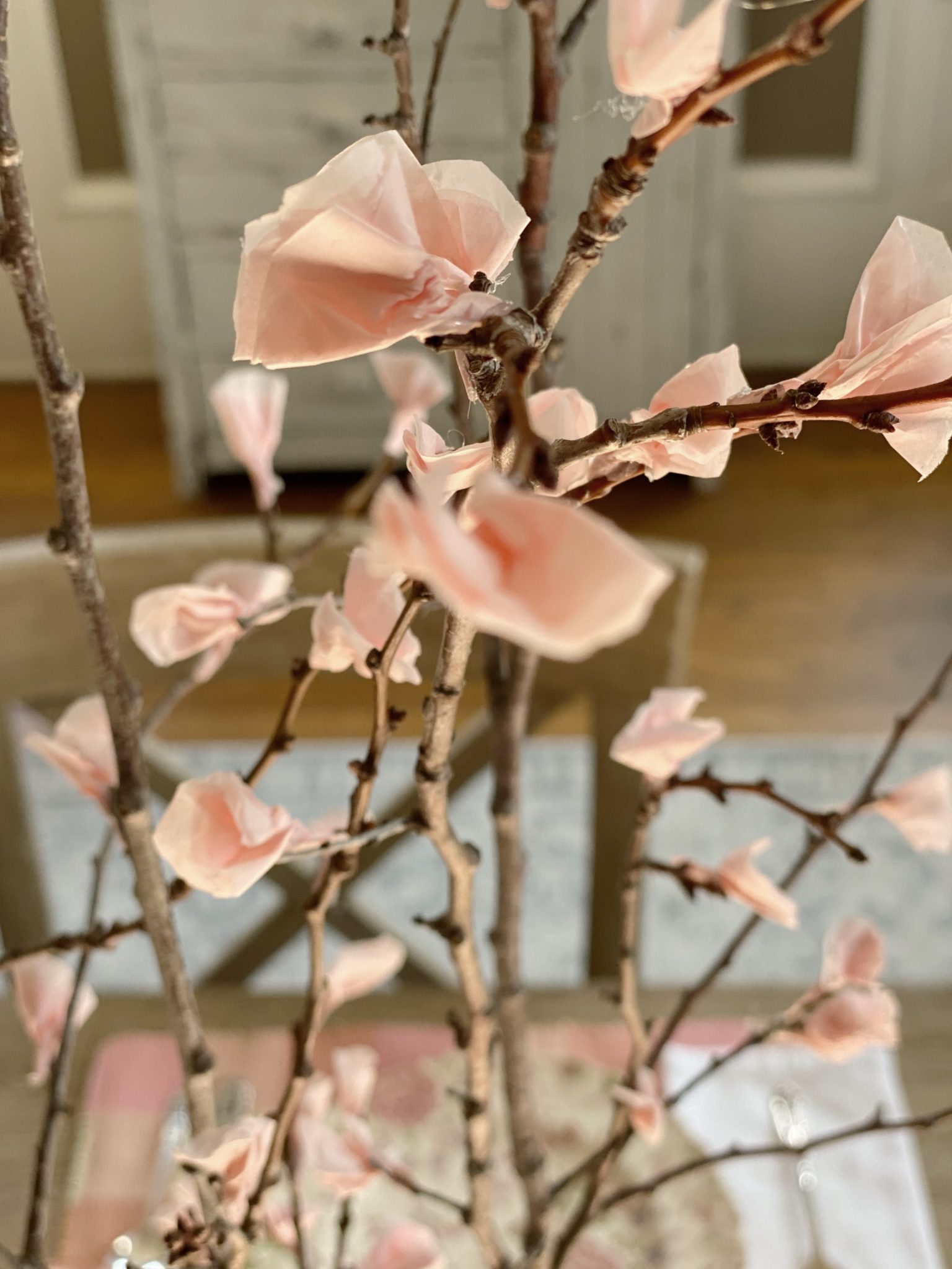 cherry blossoms