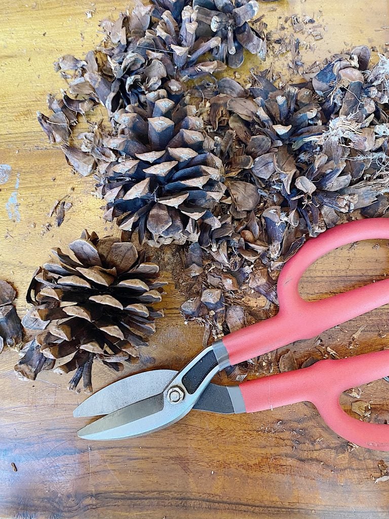 wire cutters to cut pine cones