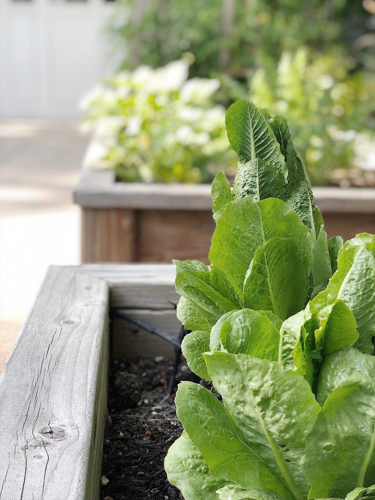 how to grow lettuce in vegetable beds