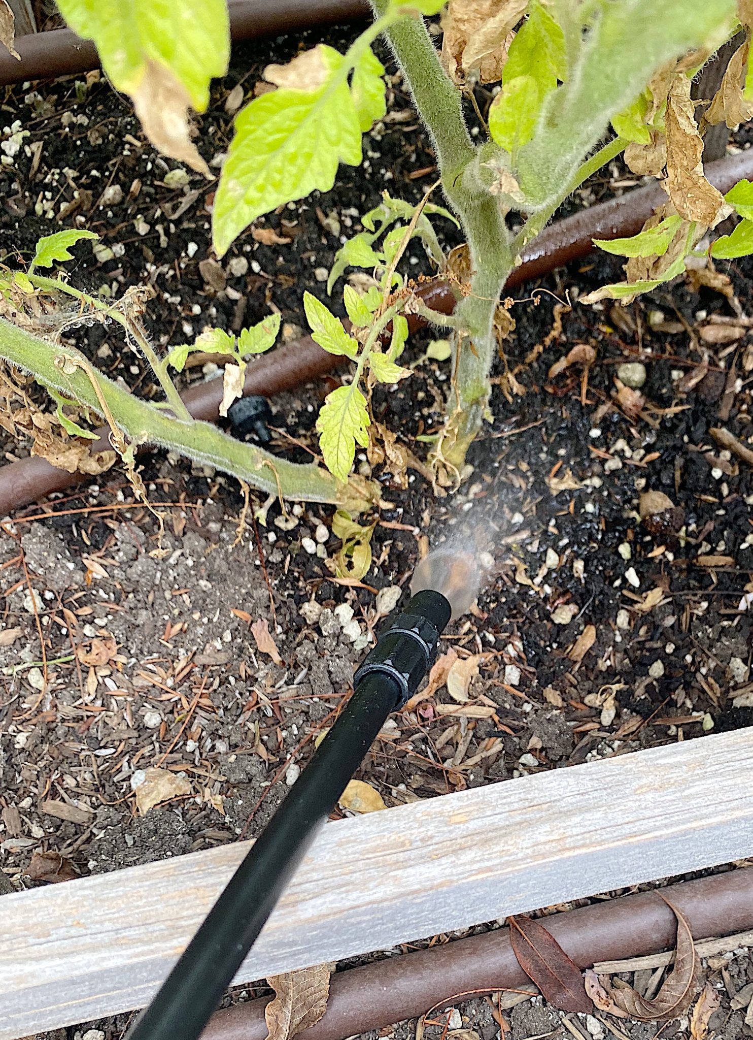 Adding Sea Magic Fertilizer