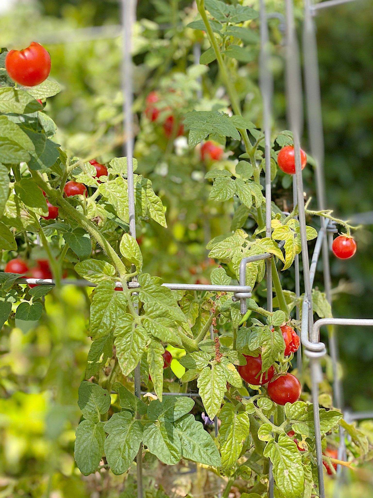Grow Tomatoes