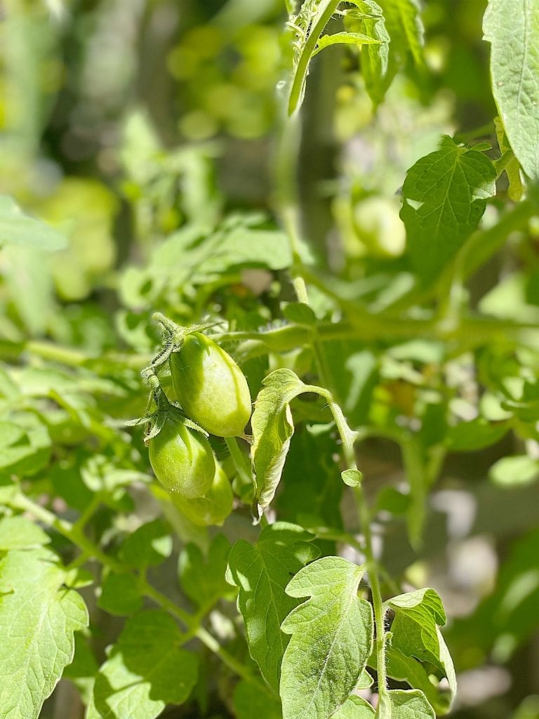Grow a Variety of Tomatoes