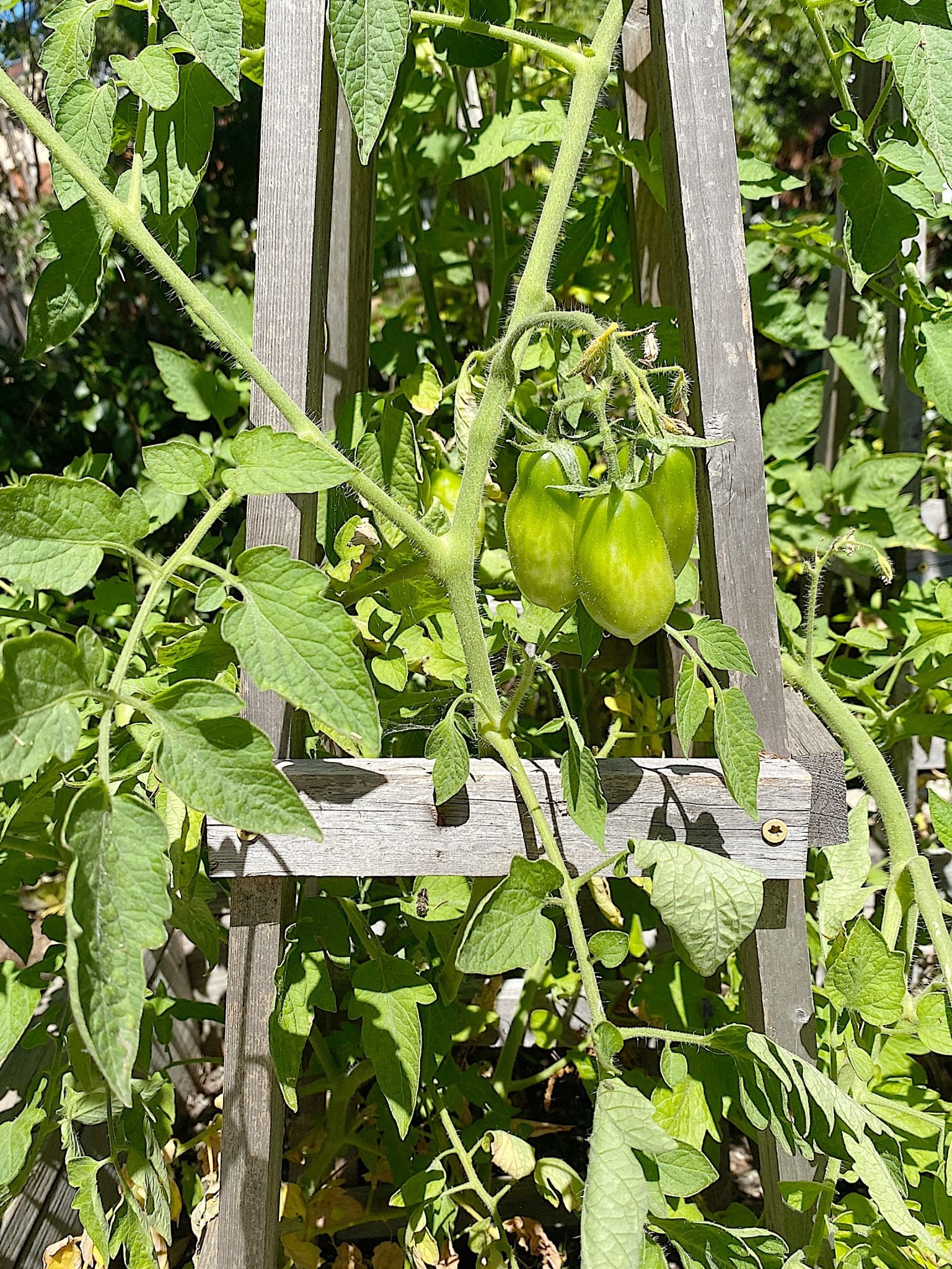 How to Grow Tomatoes