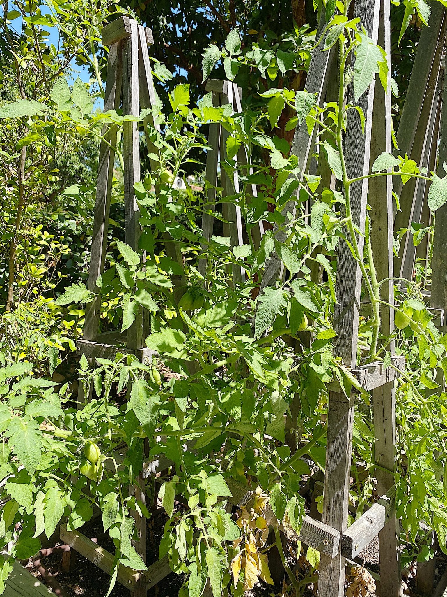 Lots of Tomato Plants