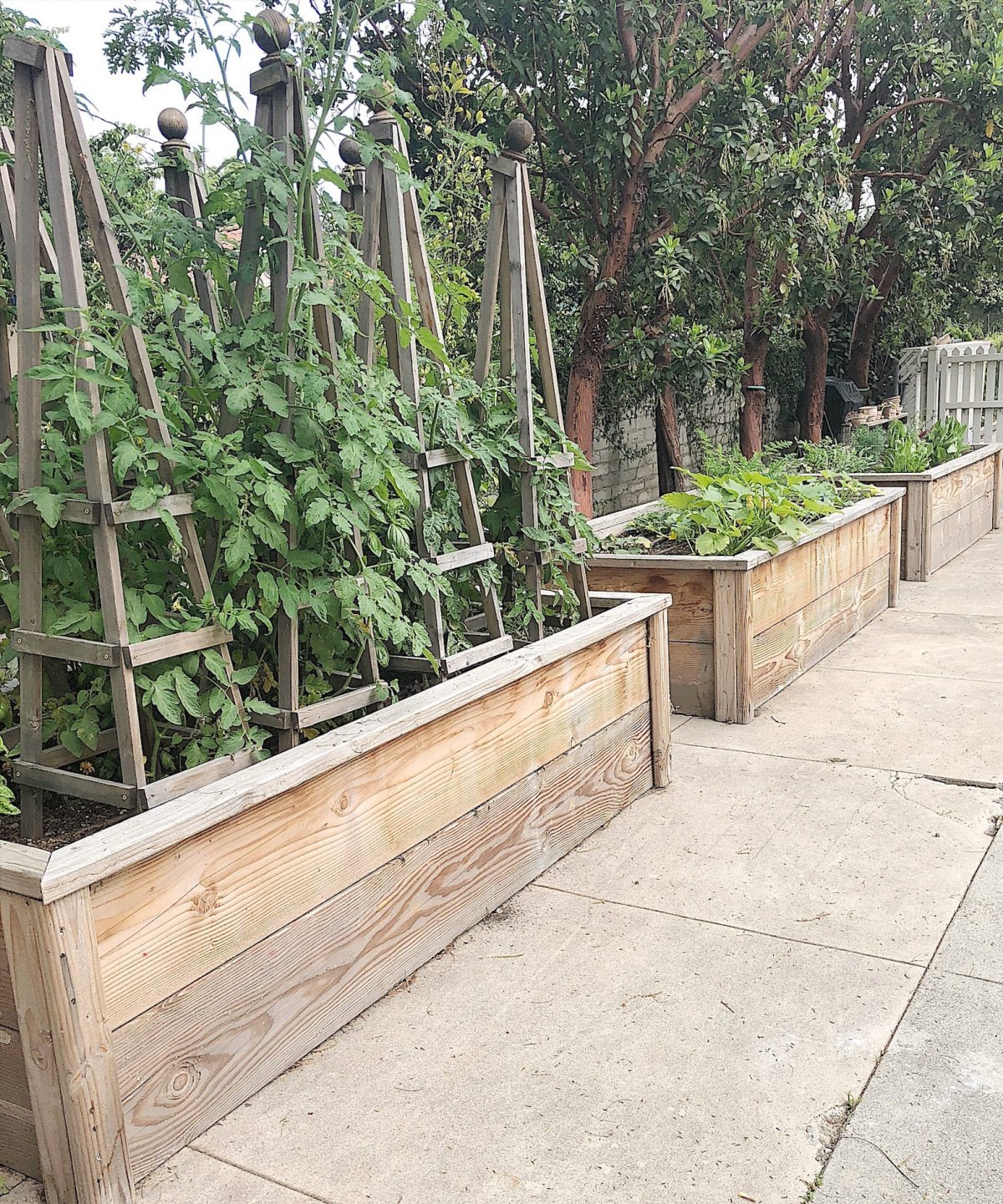 Raised Tomato and Vegetable Beds