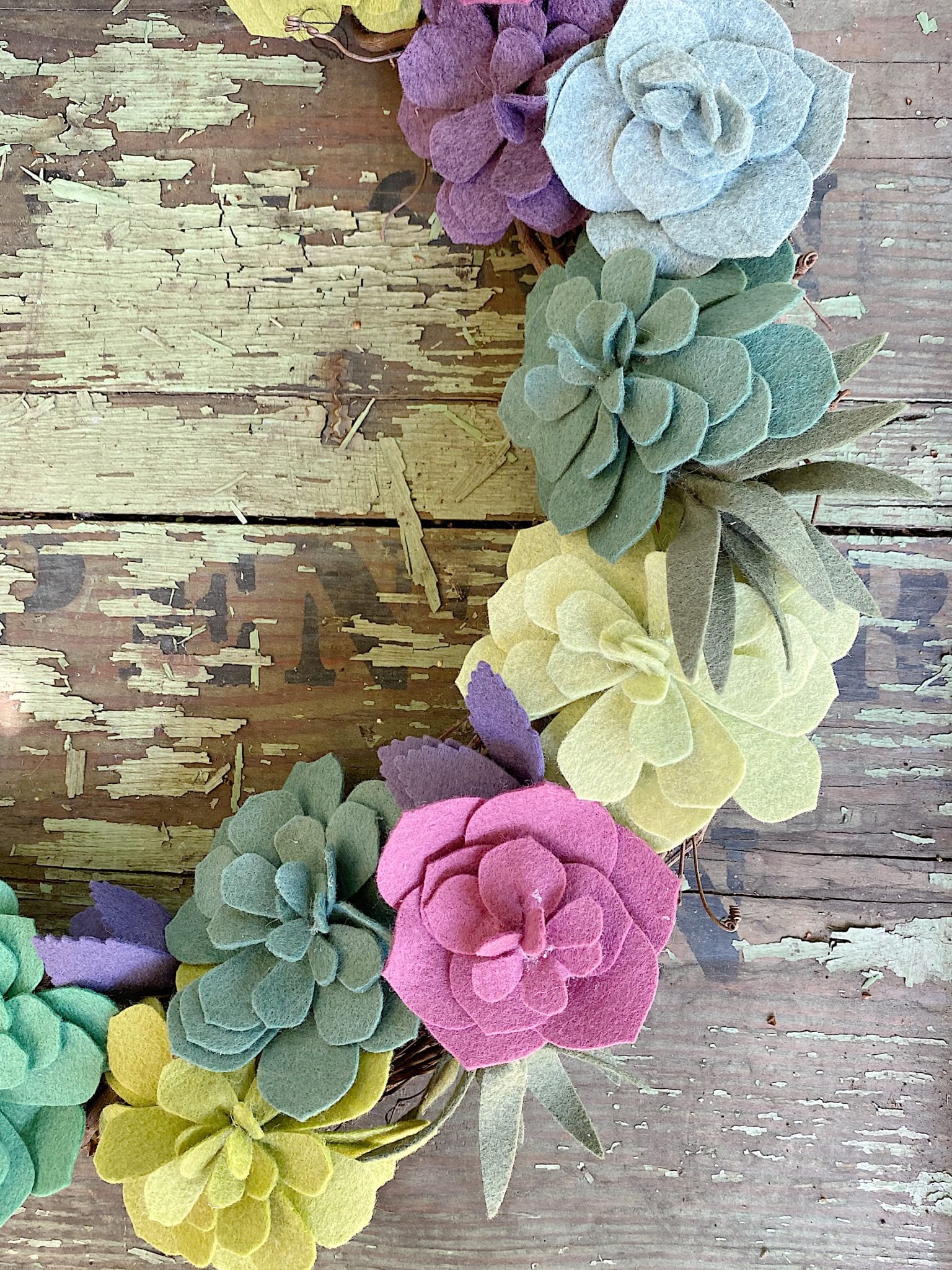 Succulents