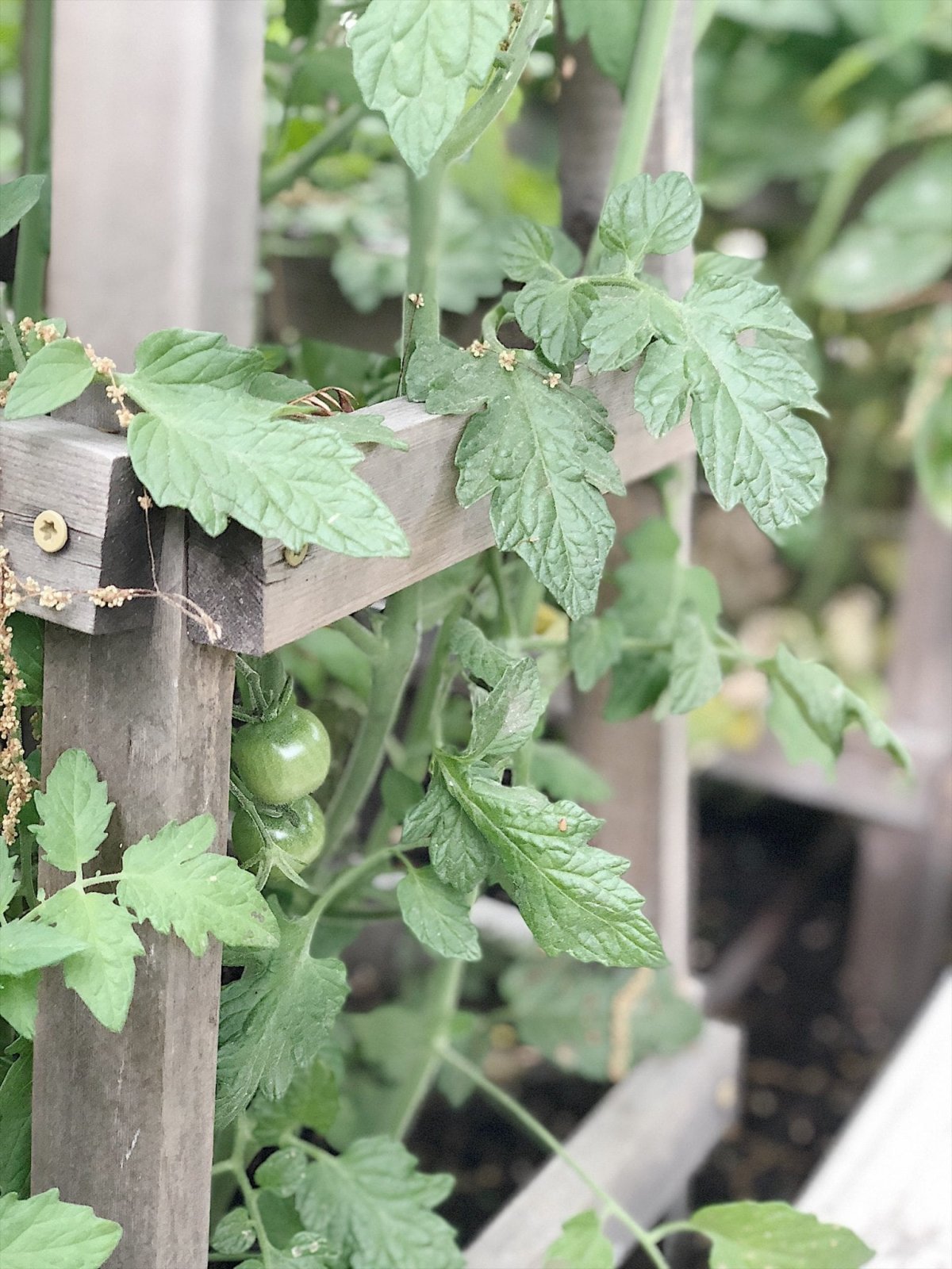 Tomato Supports or Cages