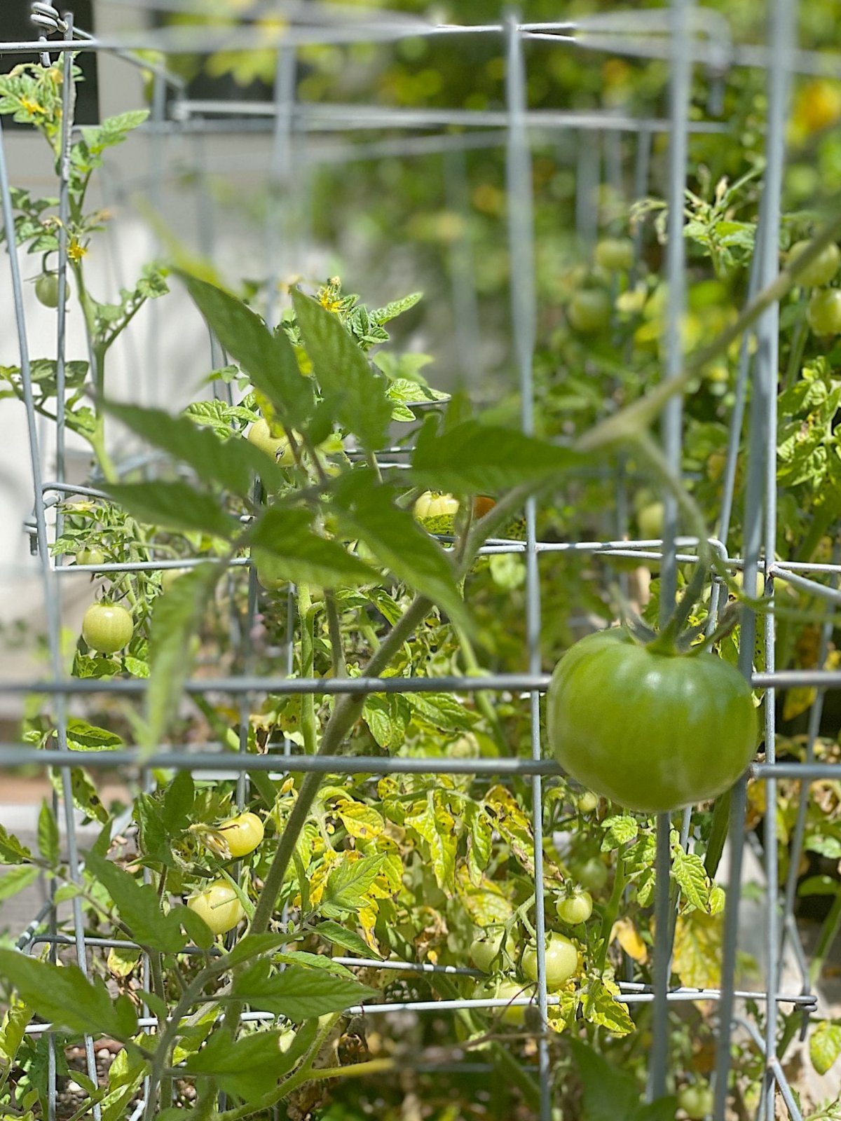 growing-tomato-plants-scaled