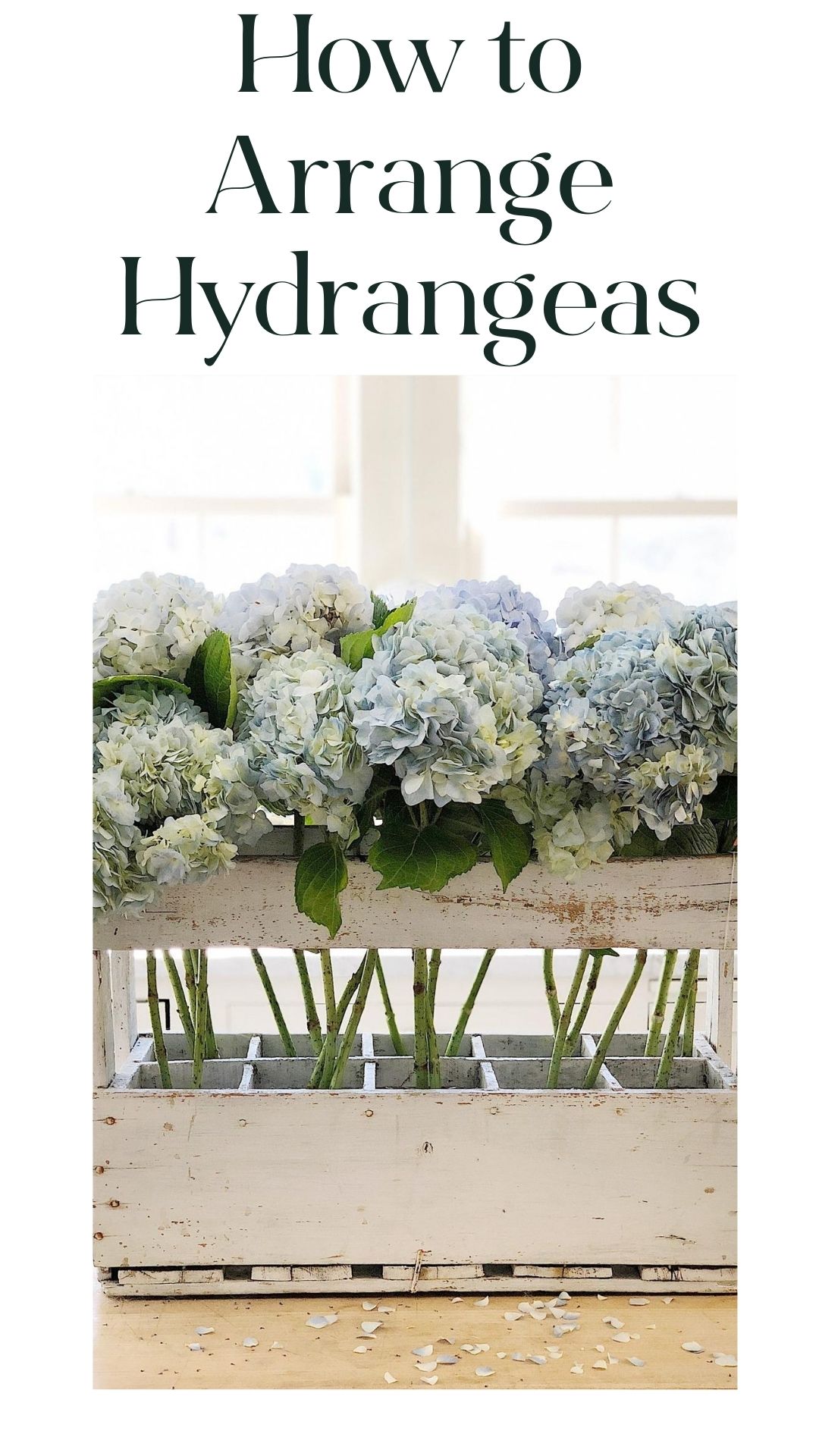 How to Arrange Hydrangea Flowers