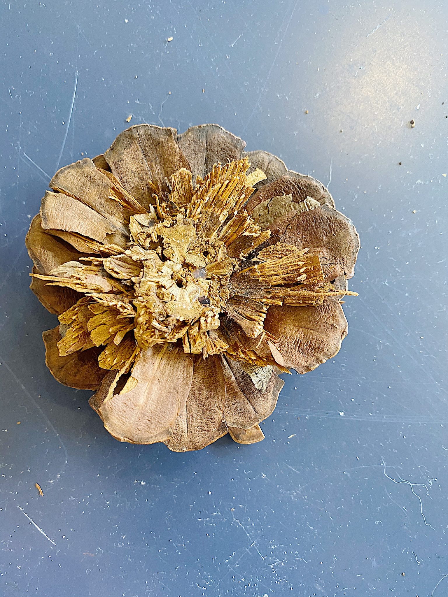 Pine Cone Wreath DIY Flower