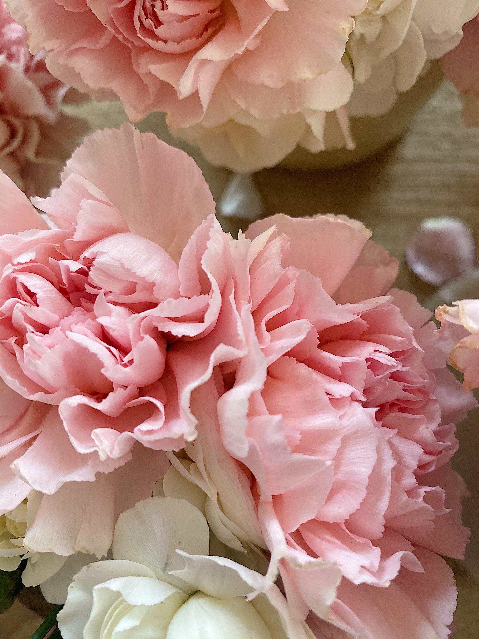 Old Fashioned Carnations