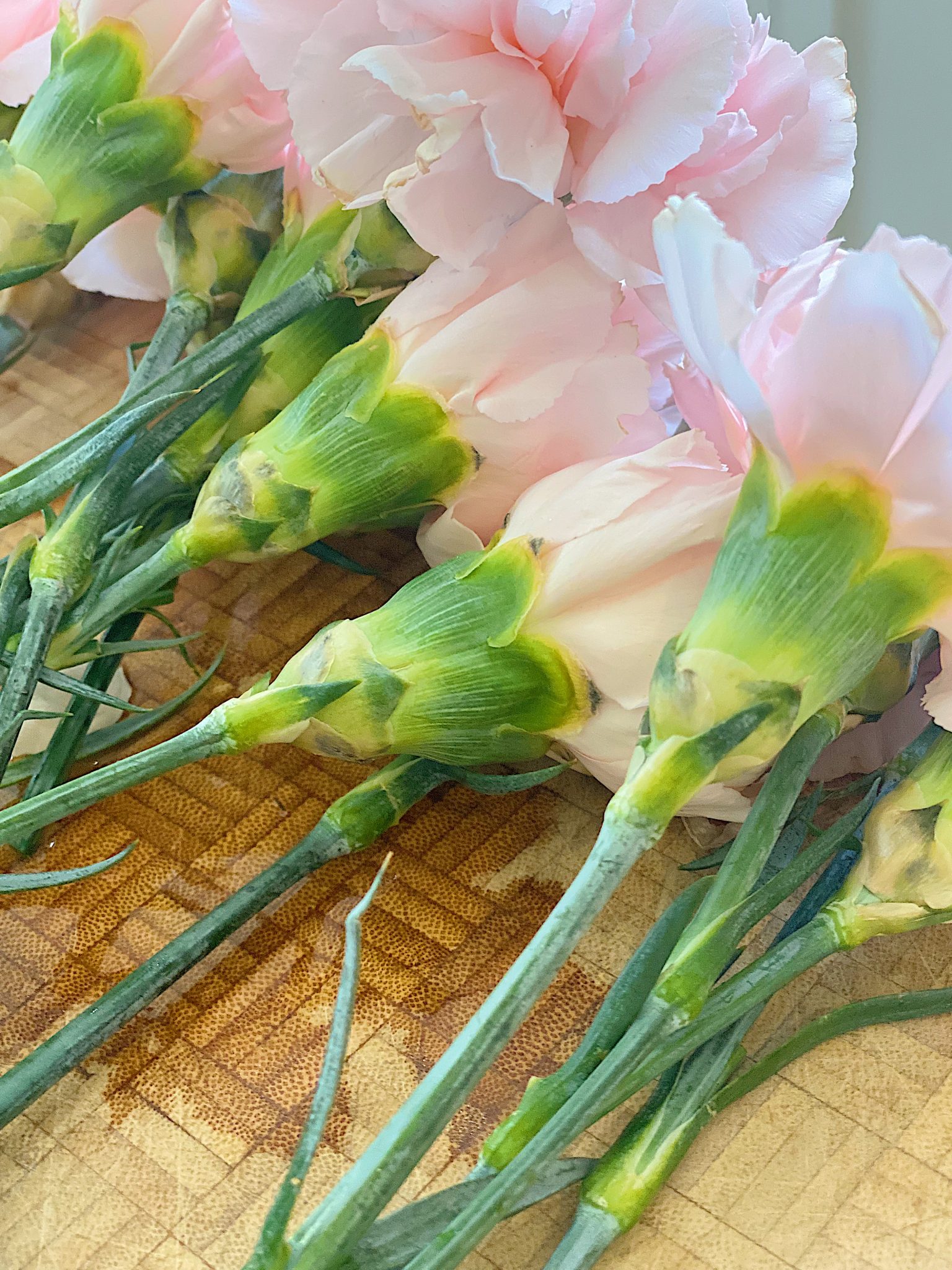 Recutting Pink Double Carnations