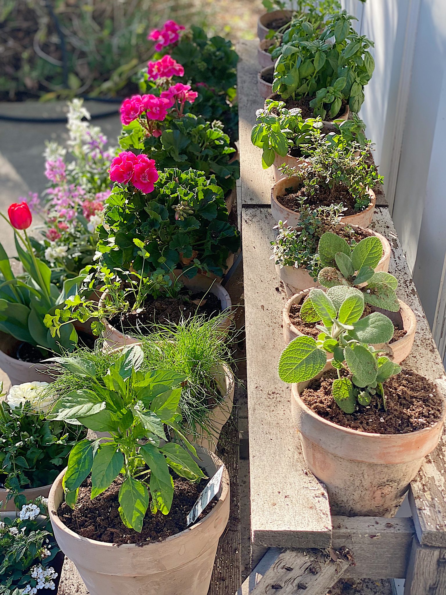Plant a Spring Garden