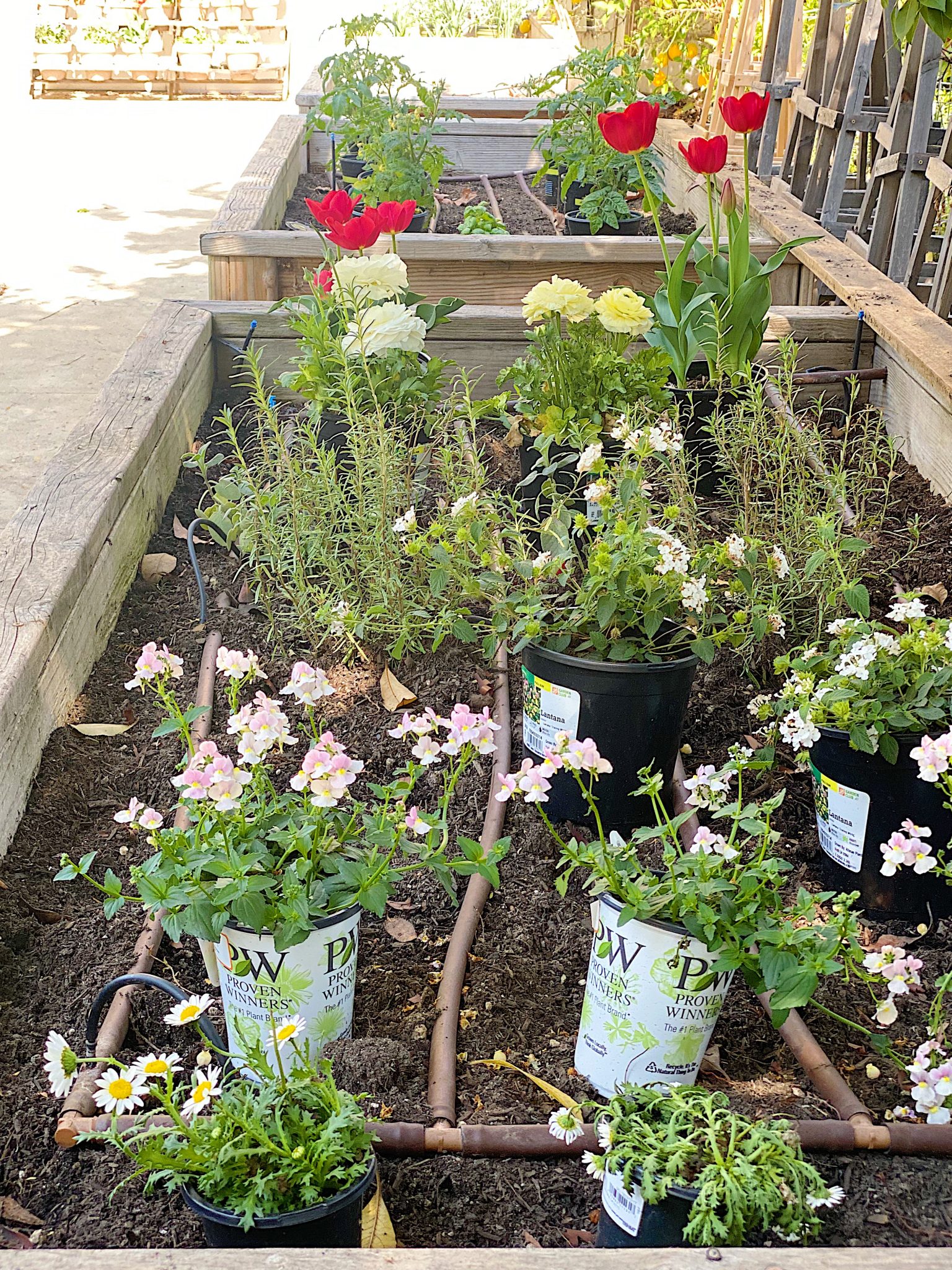 Spring Garden