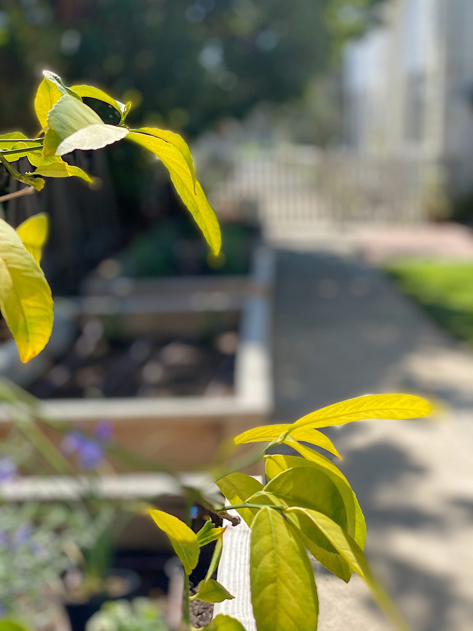 Spring Garden