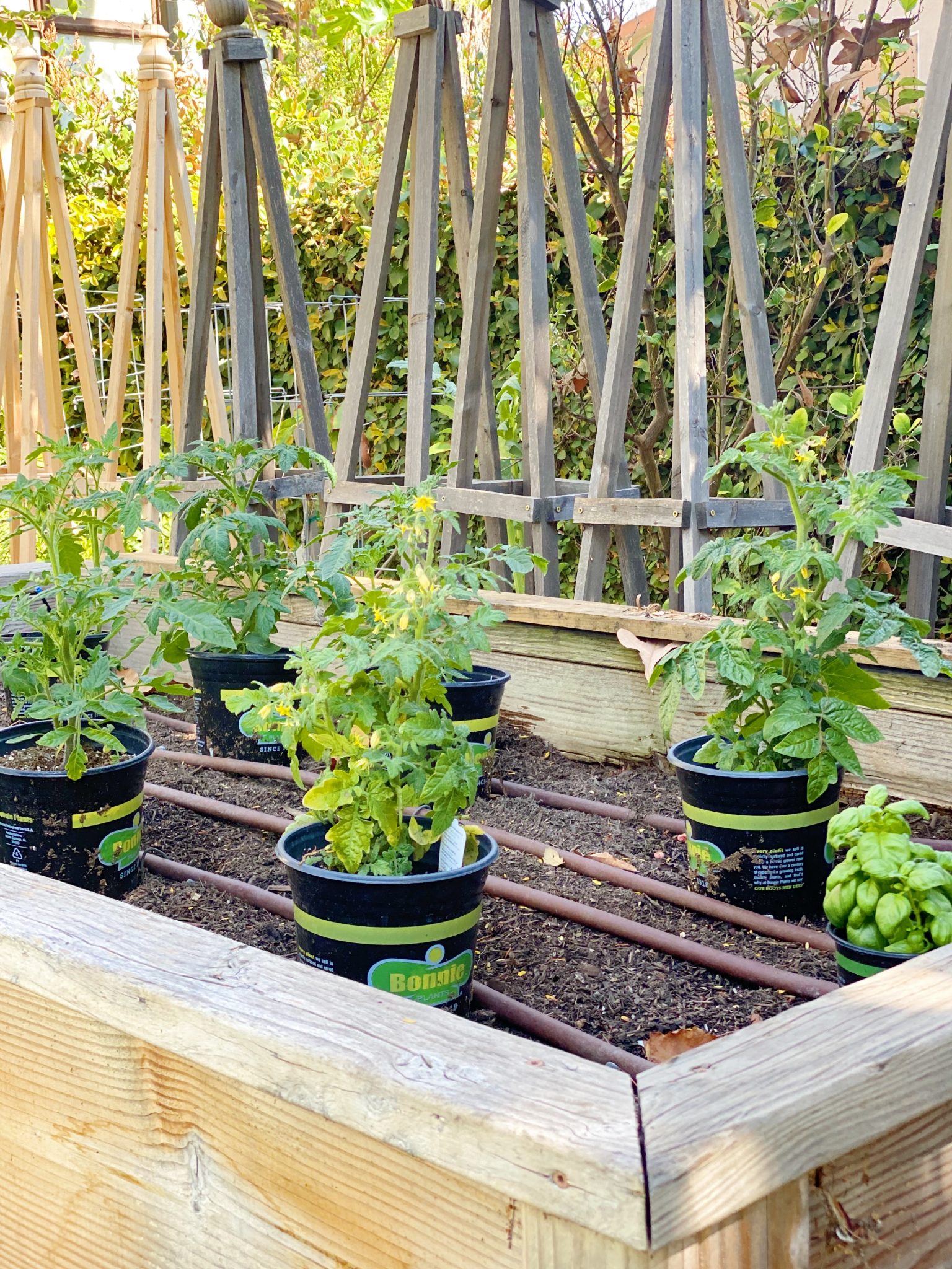 Spring Garden Tomato Plants