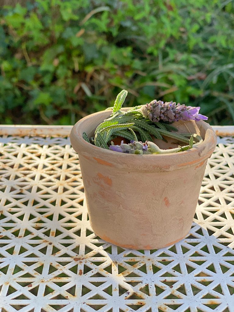 Terra Cotta Pots and Lavender