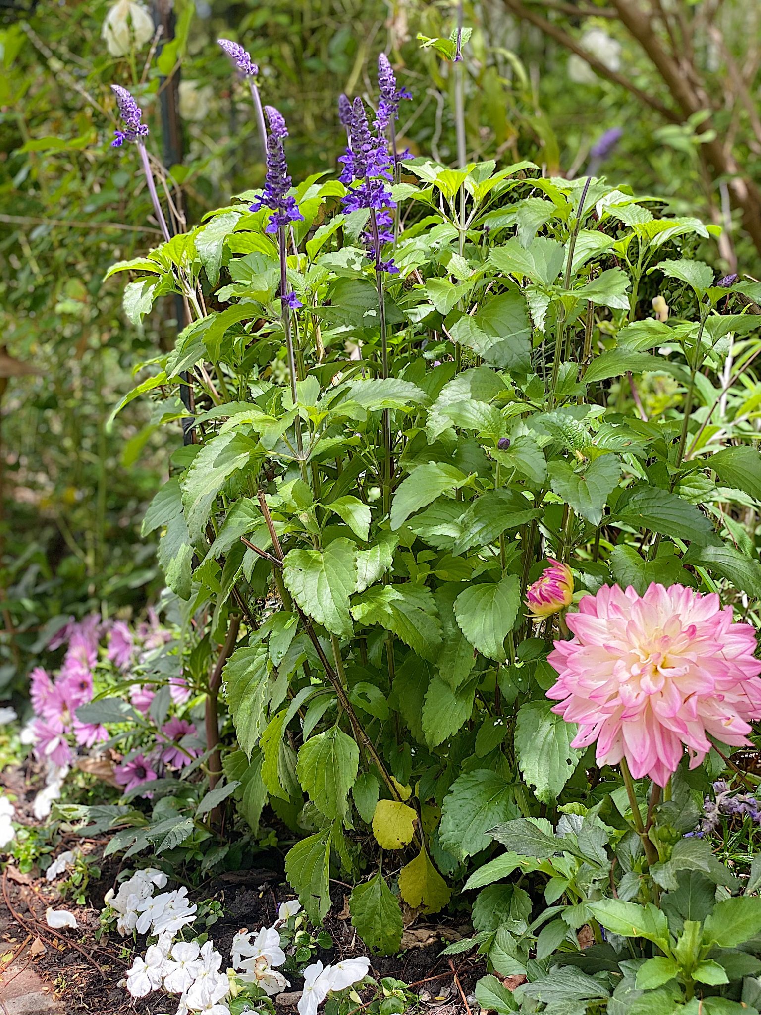 Backyard Garden Flowers