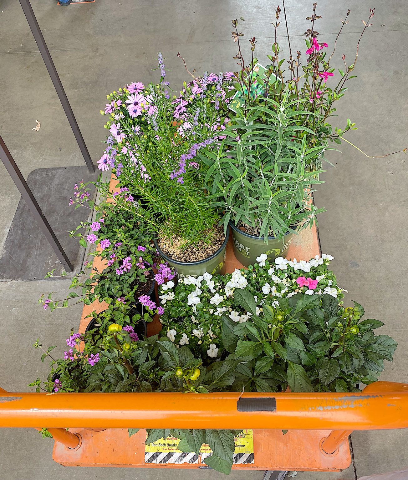 Buying Plants for Backyard Garden