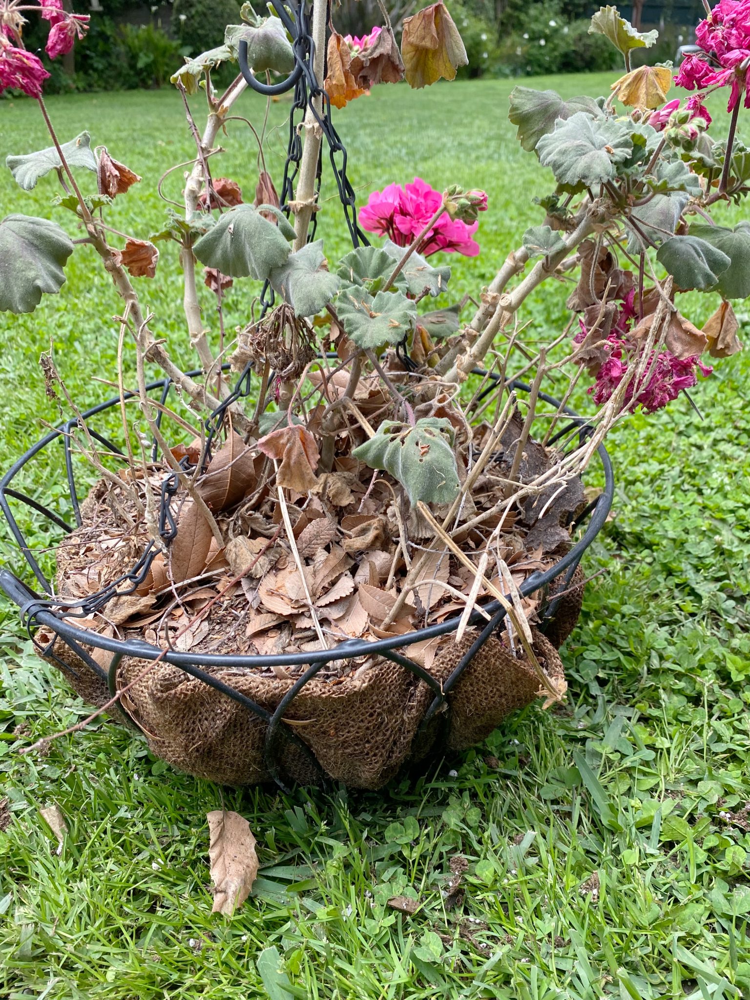Hanging Planters Before