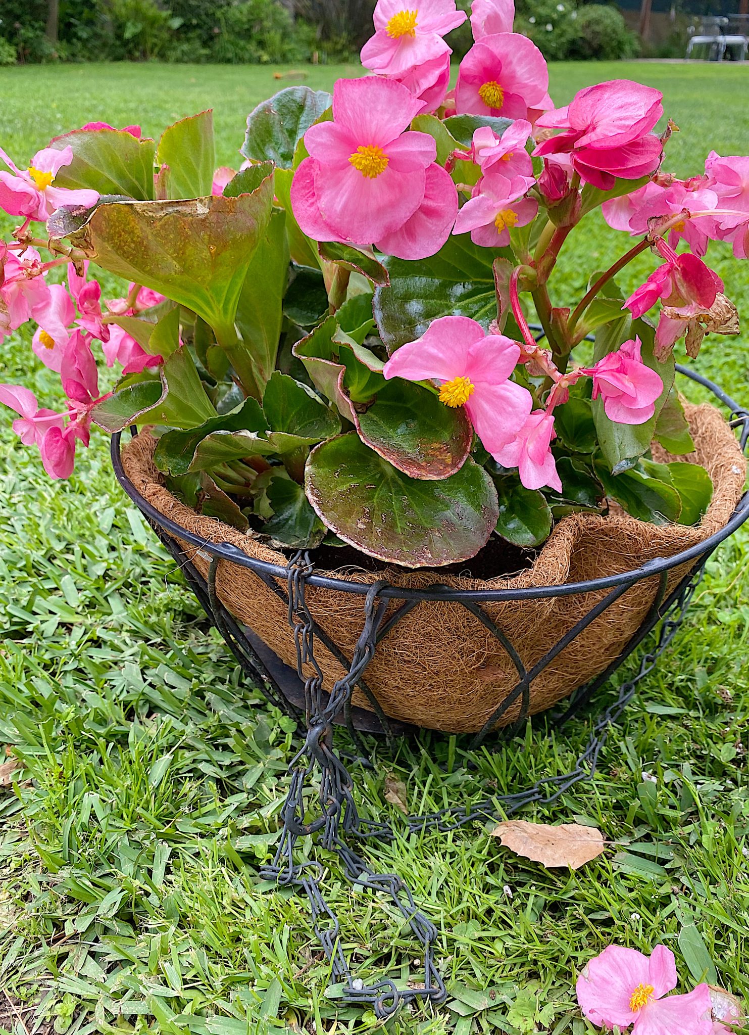 Hanging flower Baskets How To