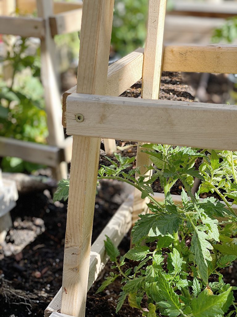 Homemade Tomato Cages