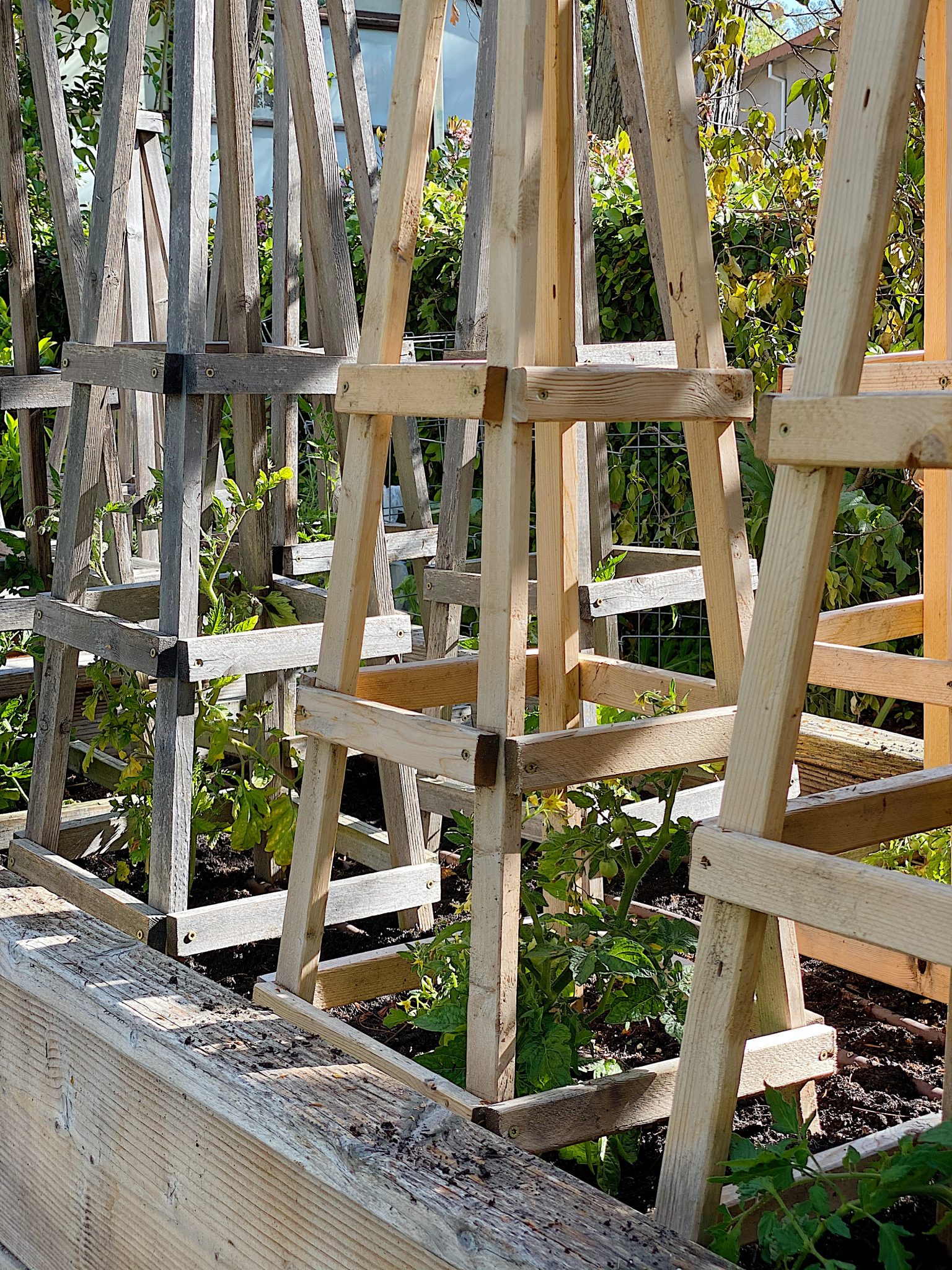 How to Grow Tomatoes at Home