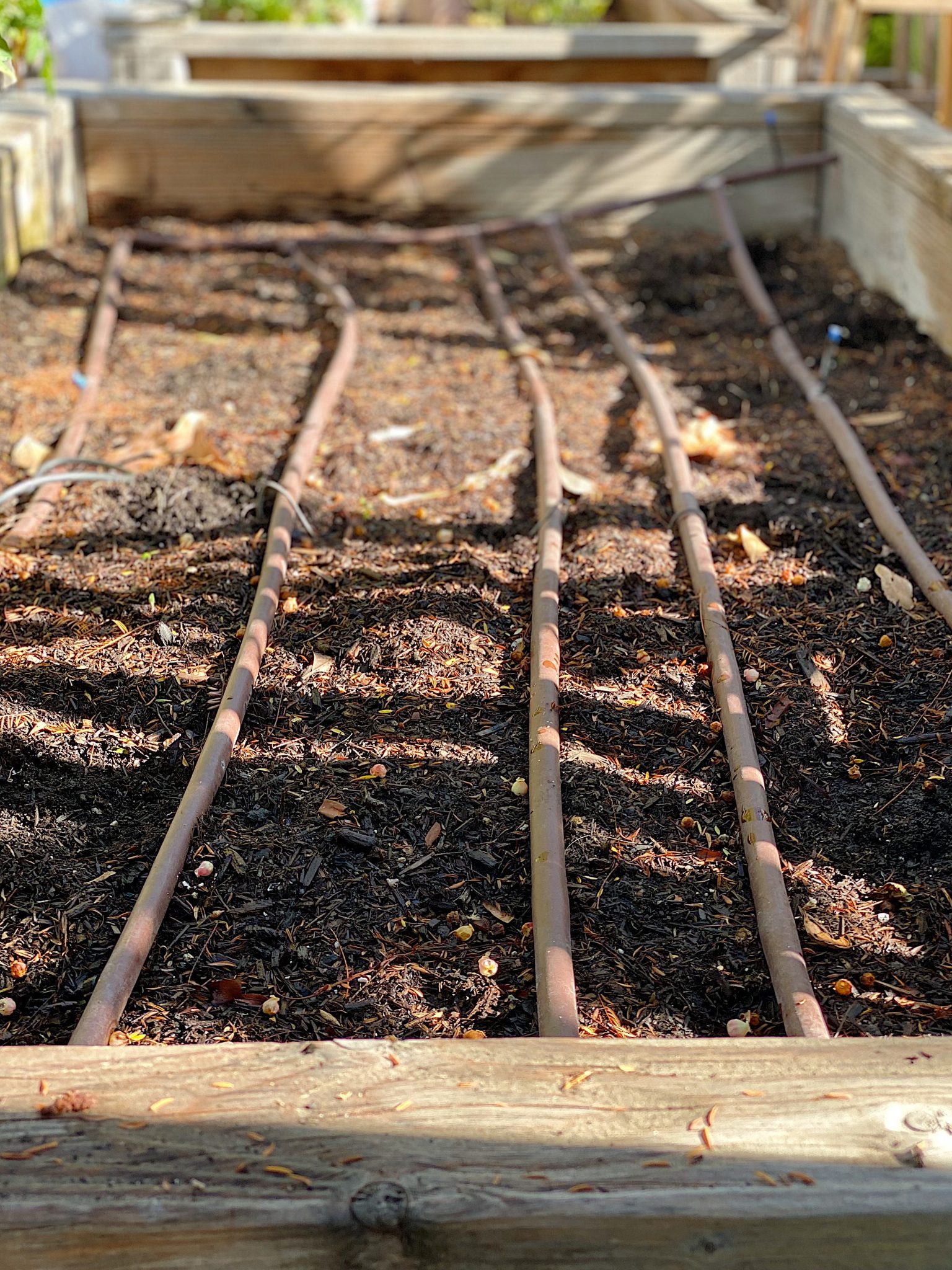 How to Grow Tomatoes at Home Amend the Soil