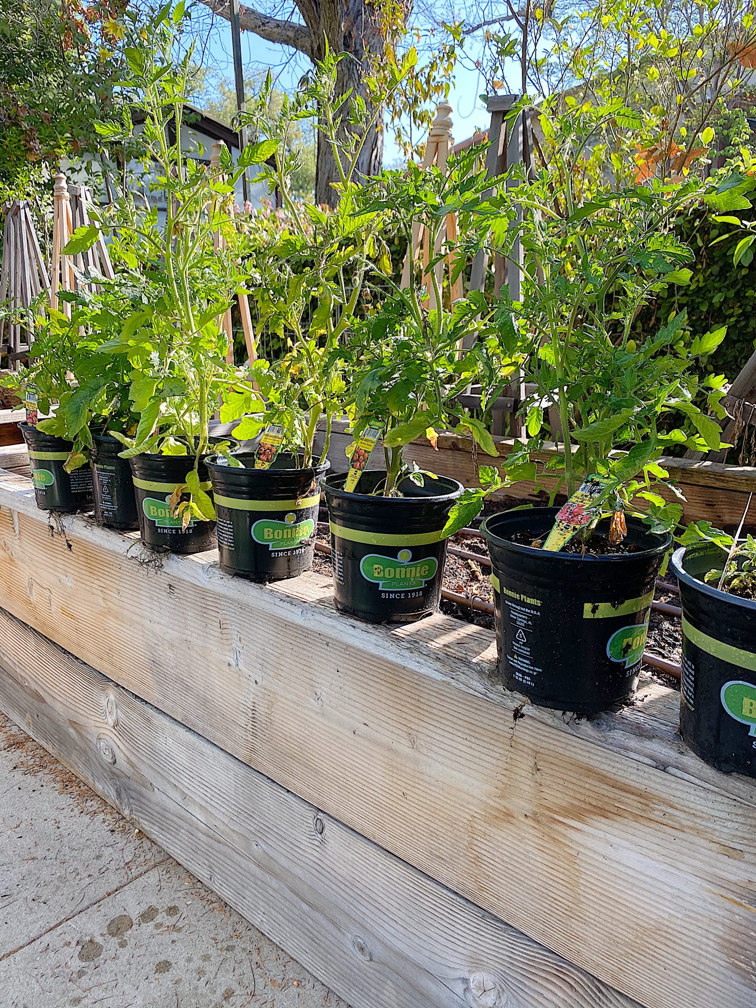 How to Grow Tomatoes at Home in Your Yard