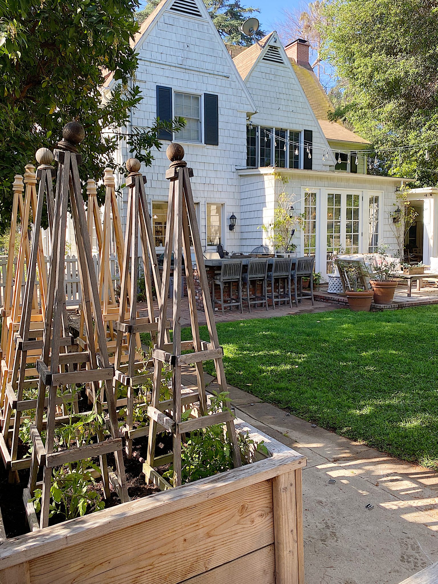How to Grow Tomatoes at Home the Easy Way