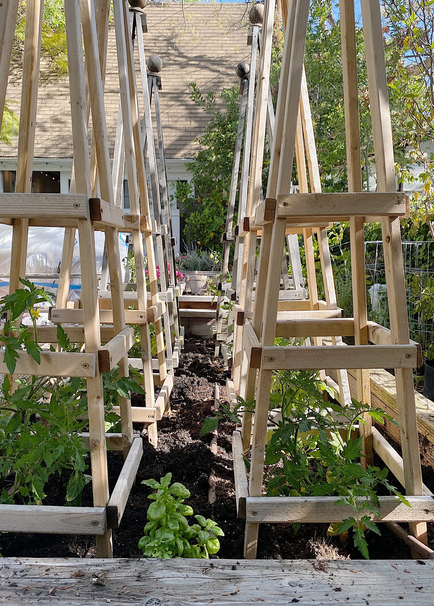 How to Grow Tomatoes at Home with Basil