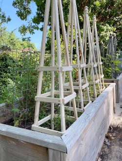 How-to-Make-Tomato-Cages