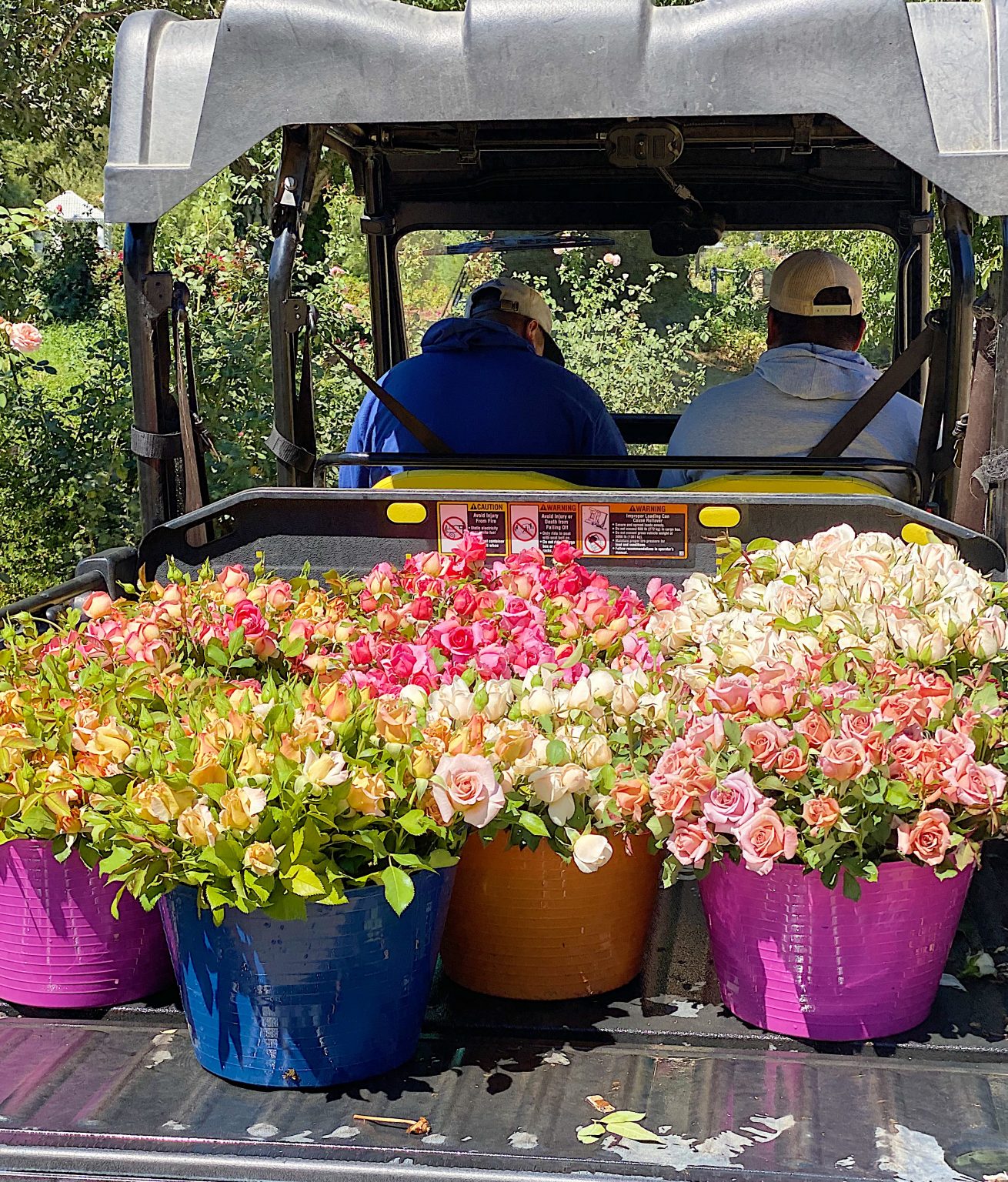 The Best Roses for Mother's Day MY 100 YEAR OLD HOME