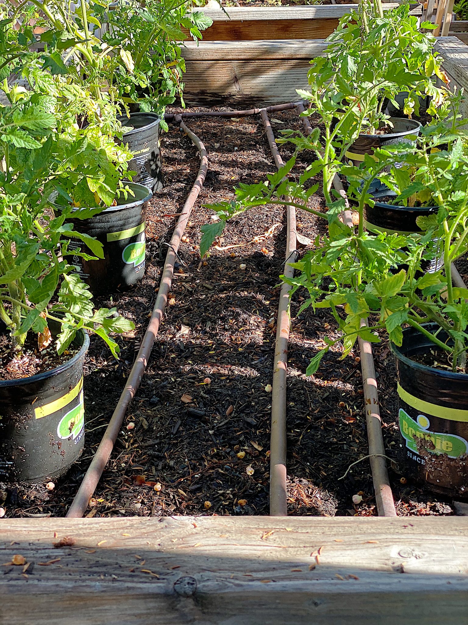 Picking Tomato Plants