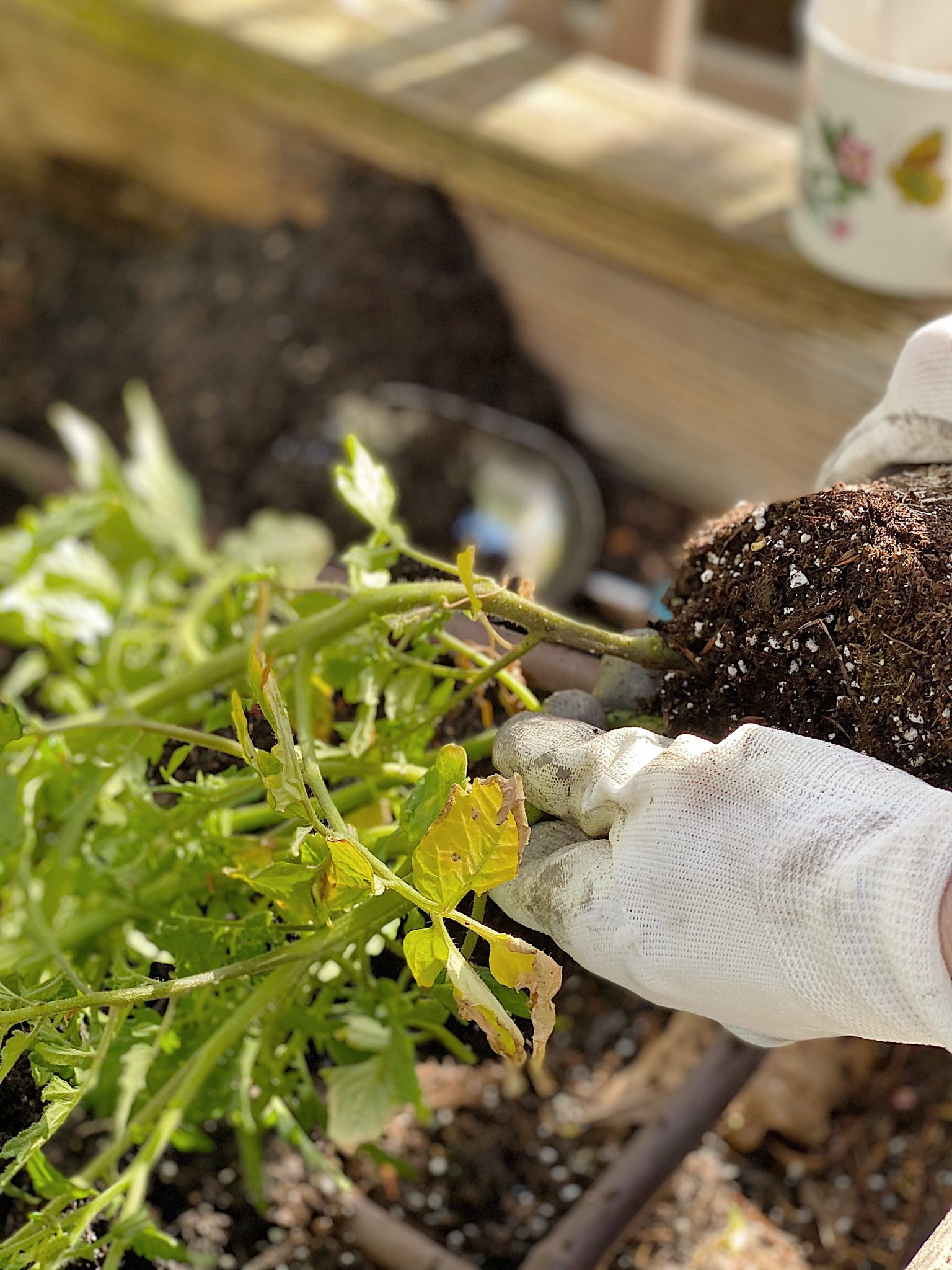 Planting the Tomato Plants