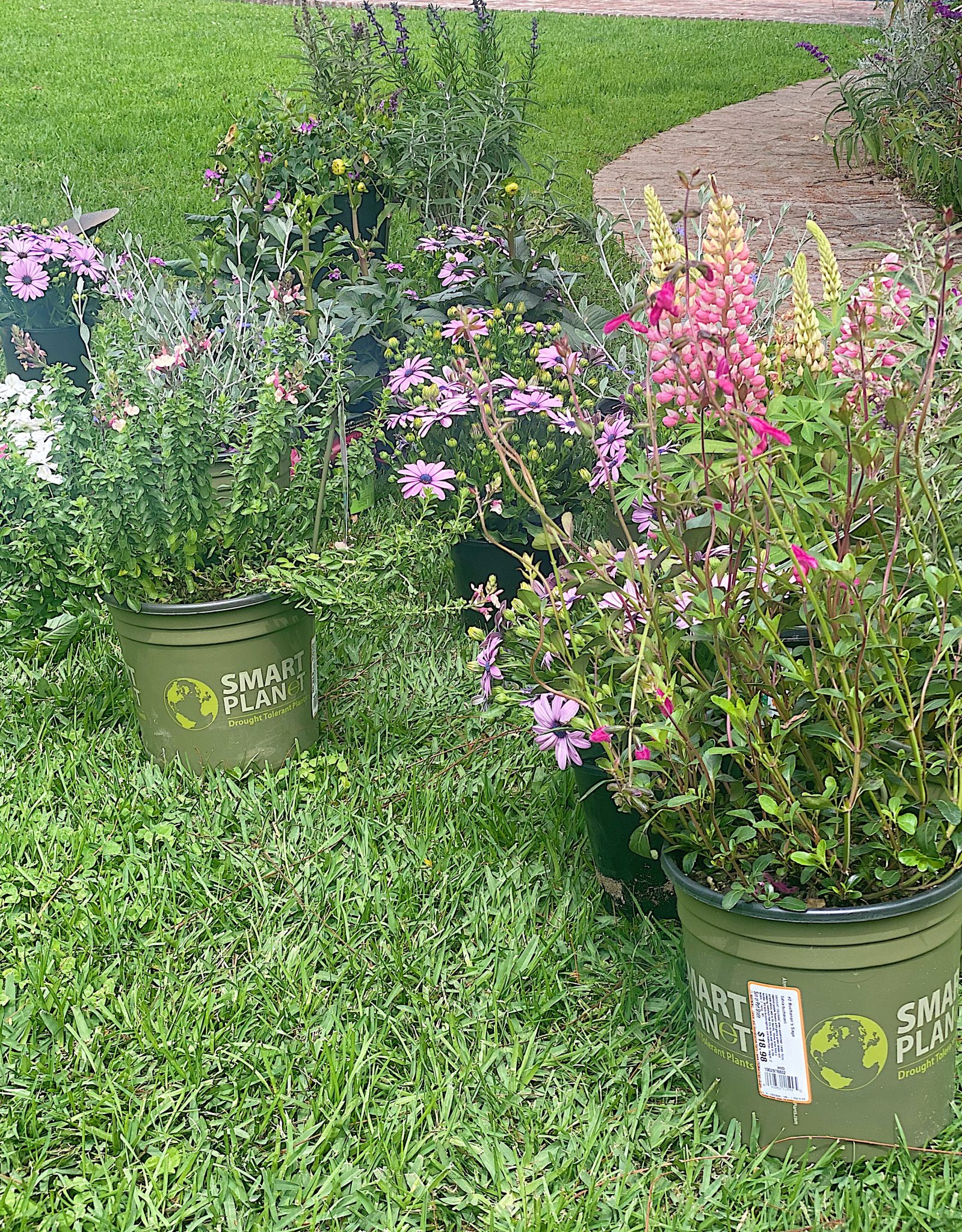 Plants for Backyard Garden