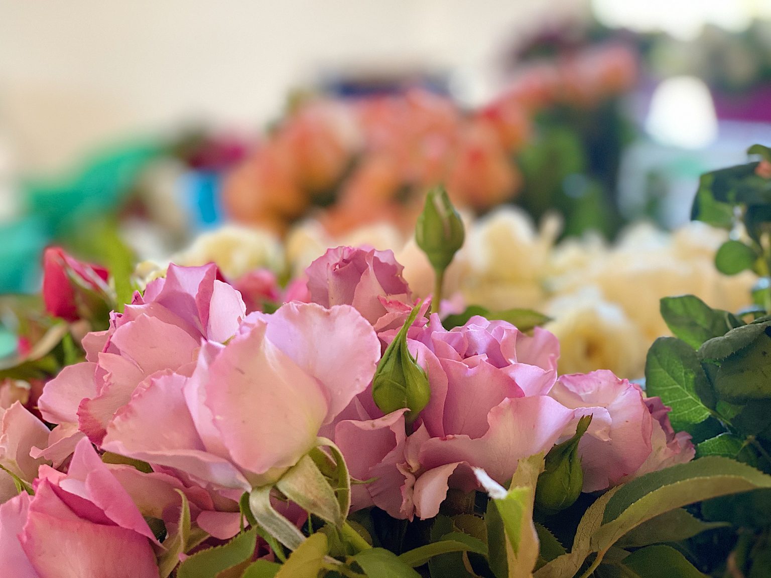Roses and Roses for Mother's Day at Grace Rose Farm