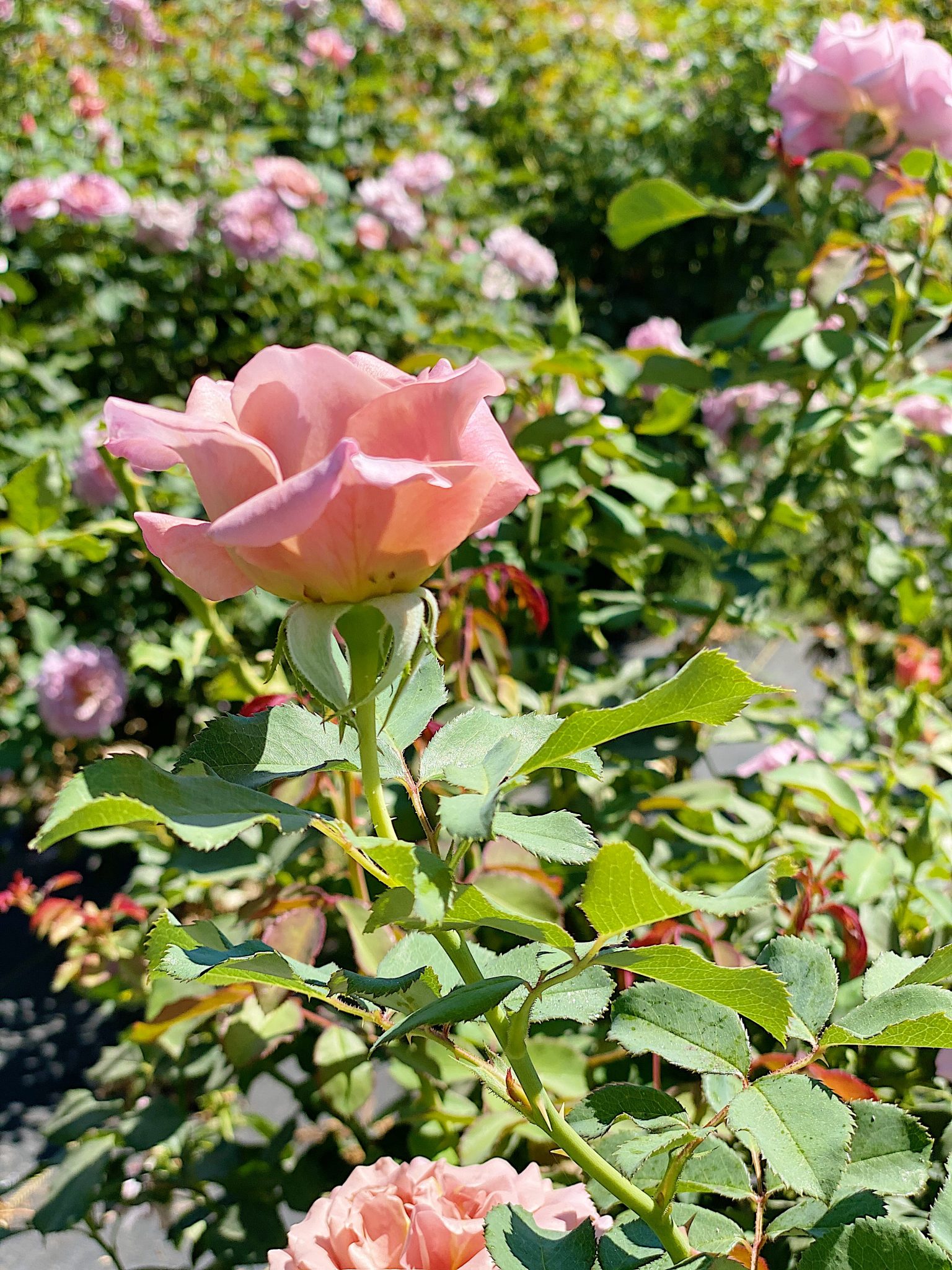 Roses for Mother's Day