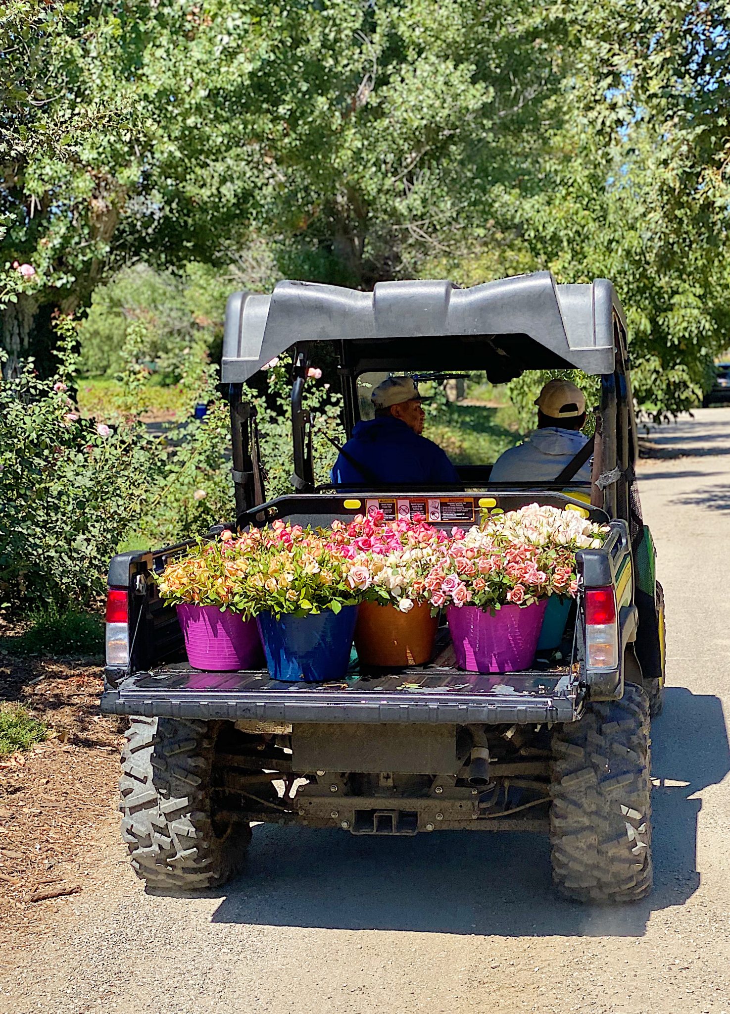 Roses for Mother's Day at Grace Rose Farm