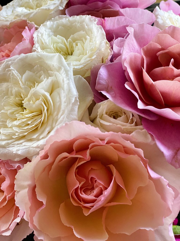 The Best Roses for Mother’s Day