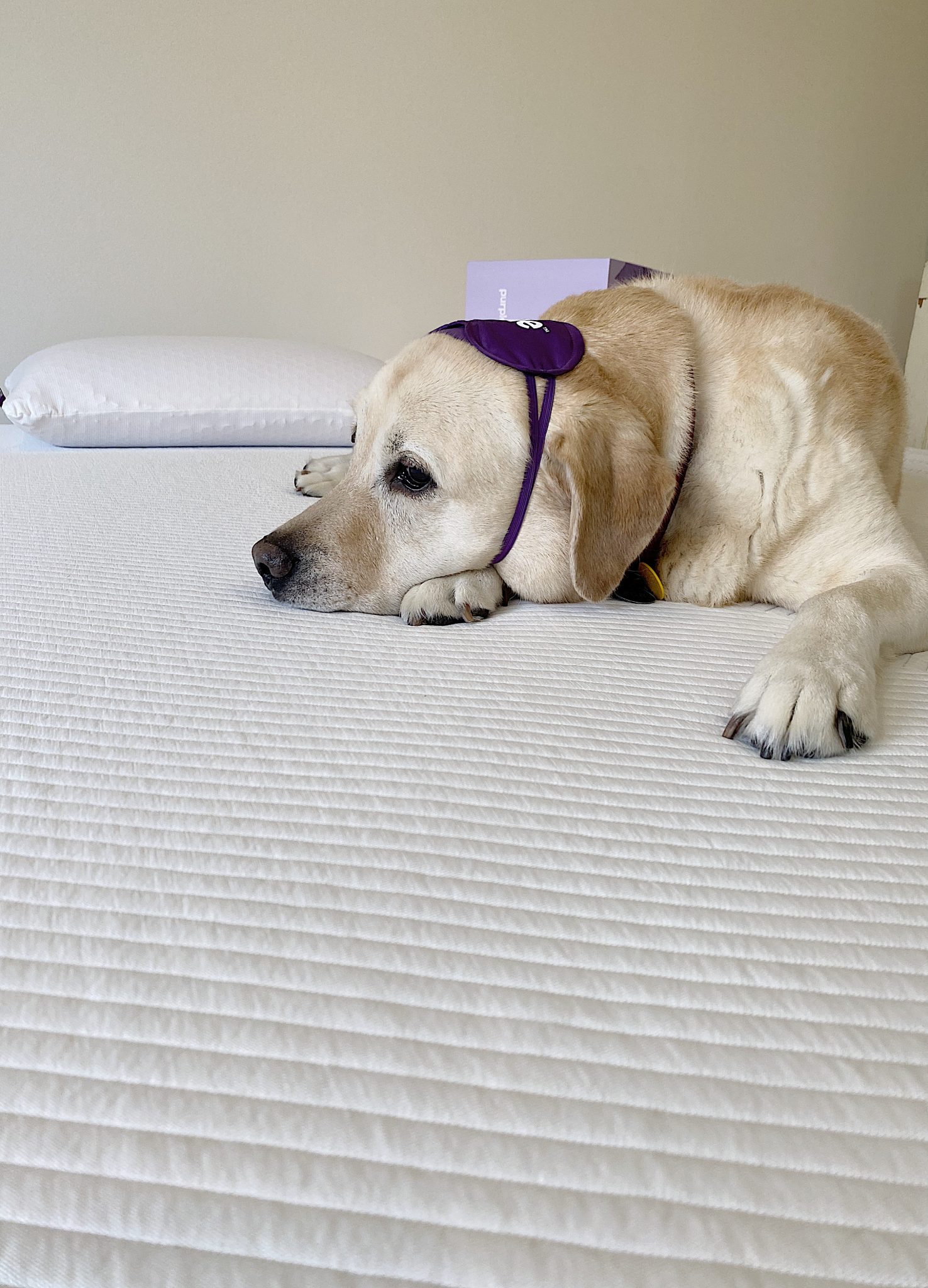 Sport Loves The Purple Mattress