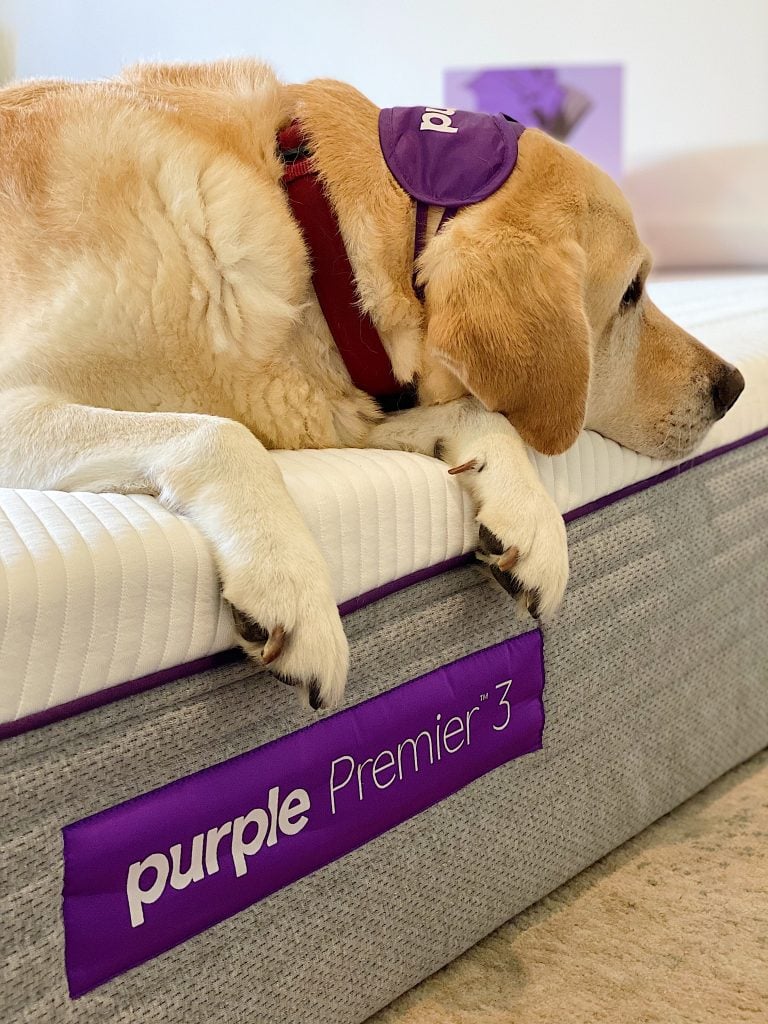 The Dog Who Loves The Purple Mattress