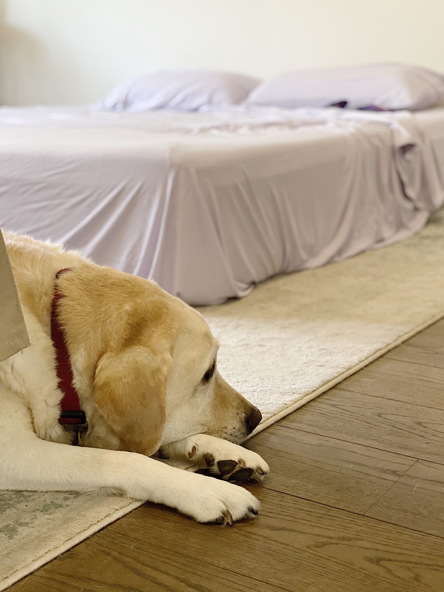 The Purple Mattress