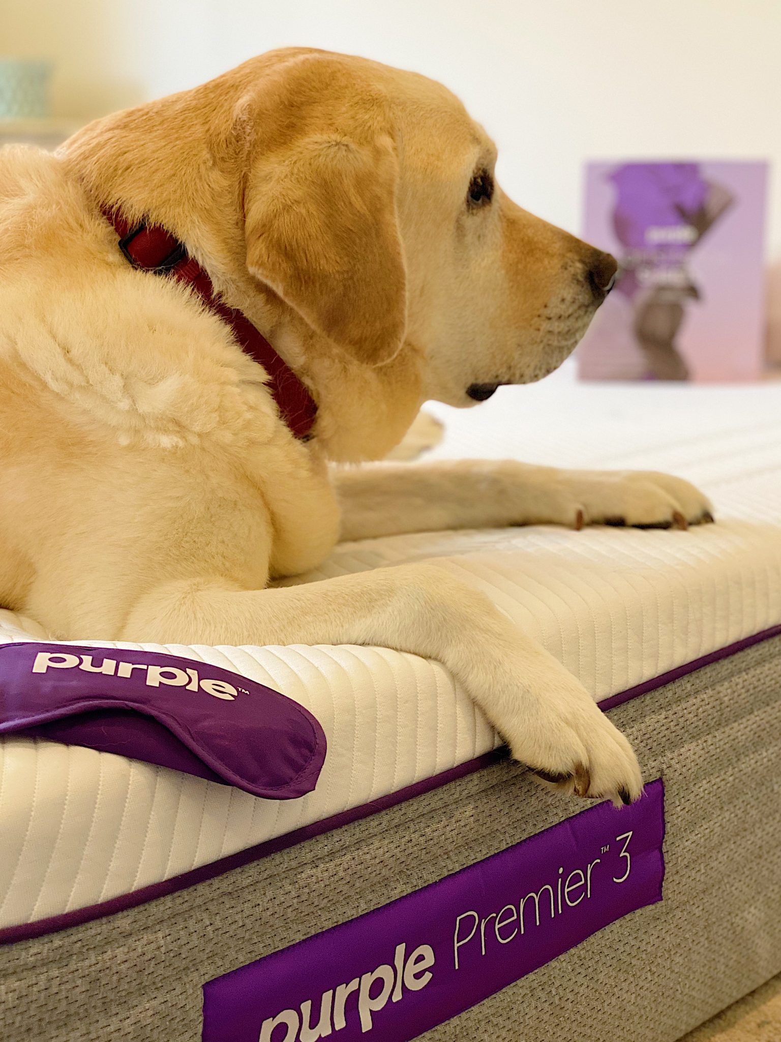 The Purple Mattress Premiere 3