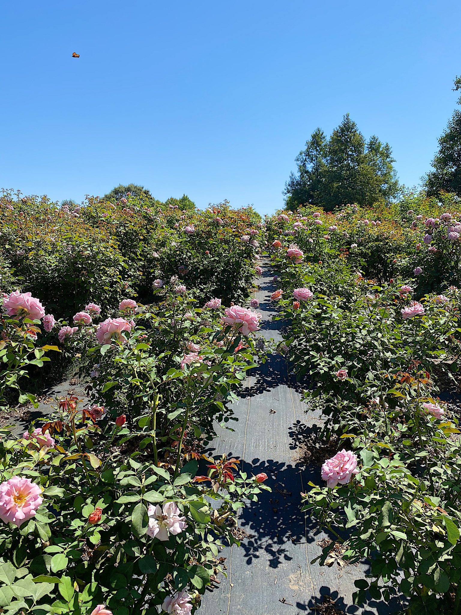 Tons of Roses for Mother's Day at Grace Rose Farm