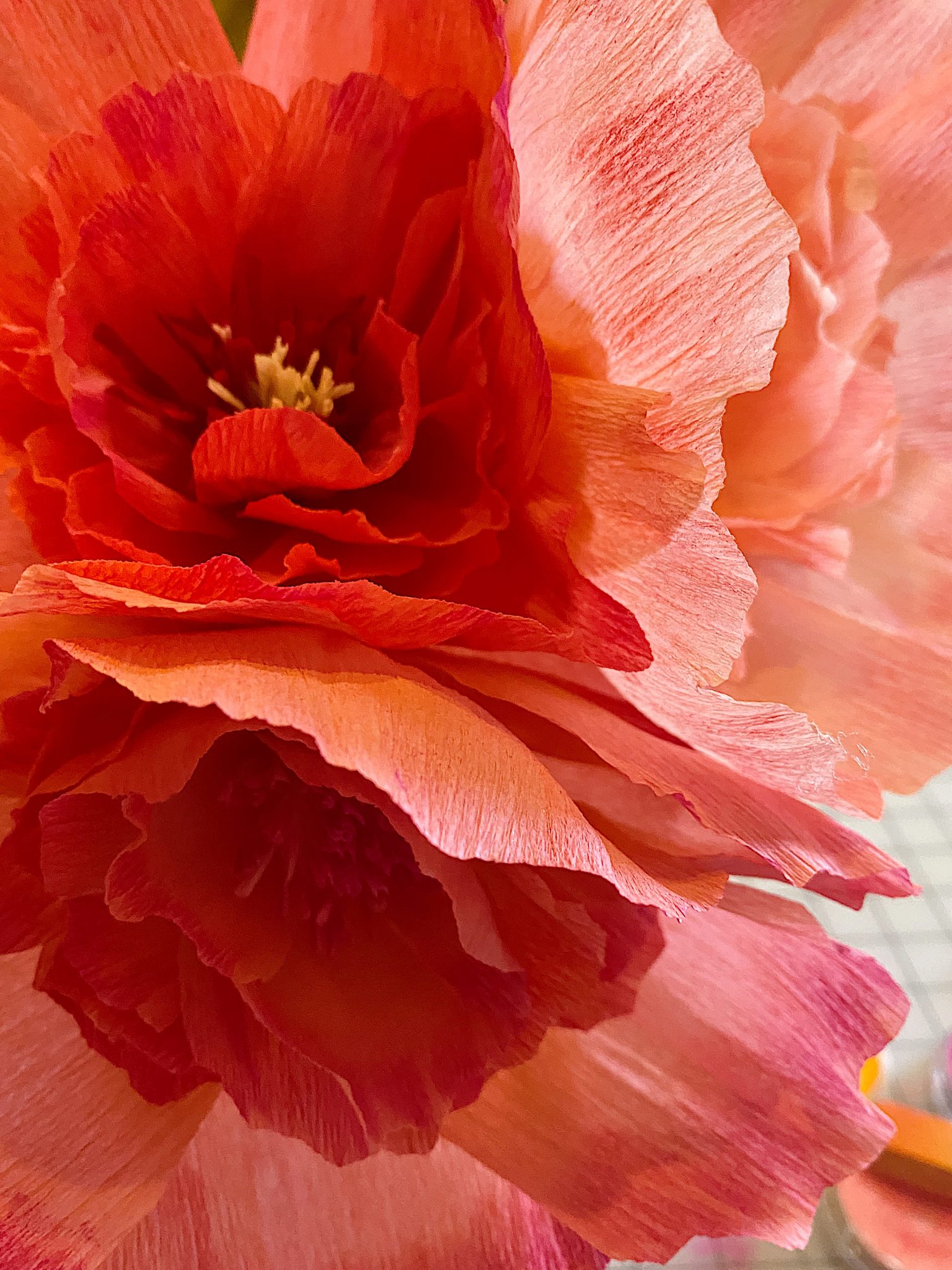 Peonies Season