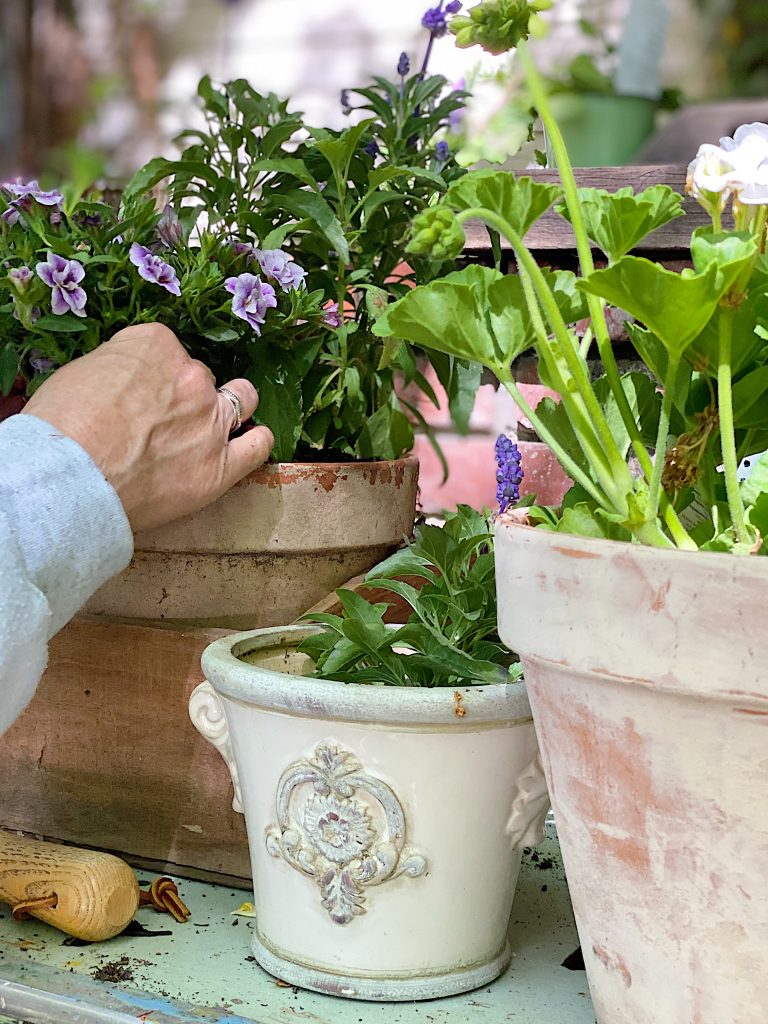 Planting Pots on the Potting Bench